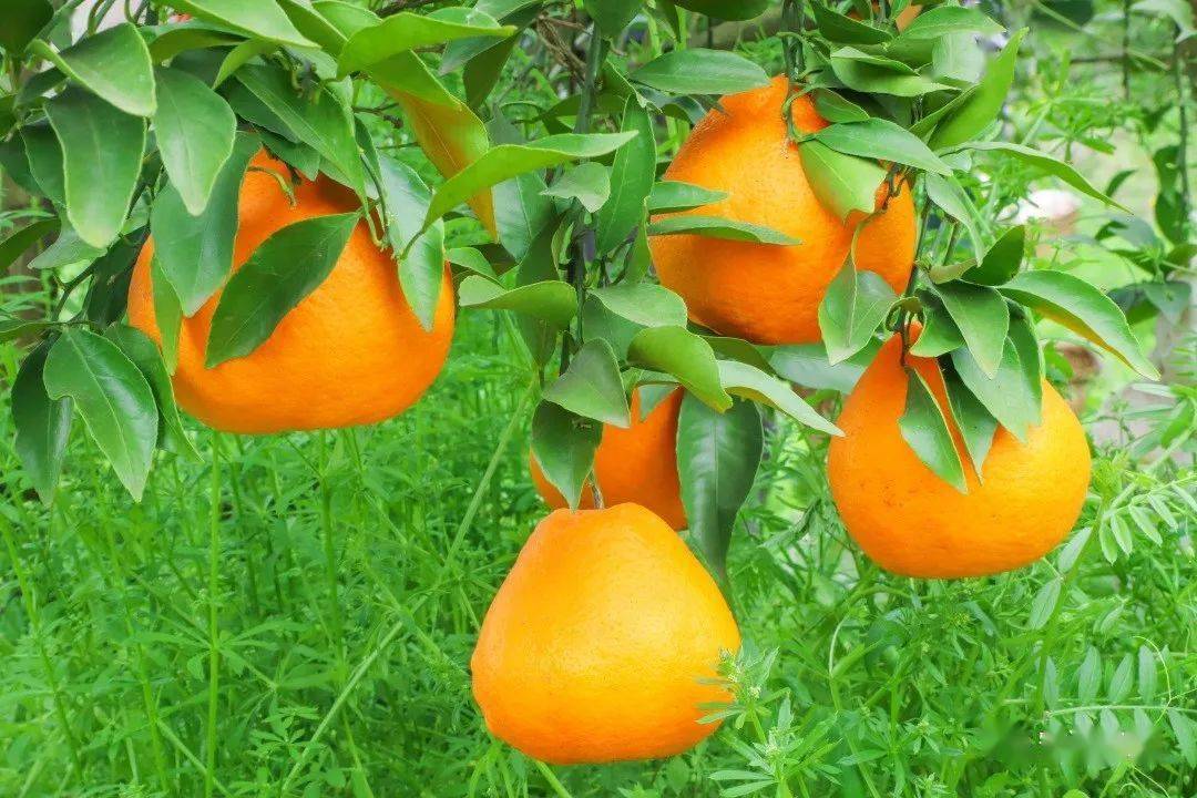 值得收藏安居全年水果采摘路线出炉