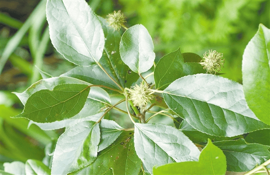 这种奇特的阴阳叶在恩平有发现你见过吗