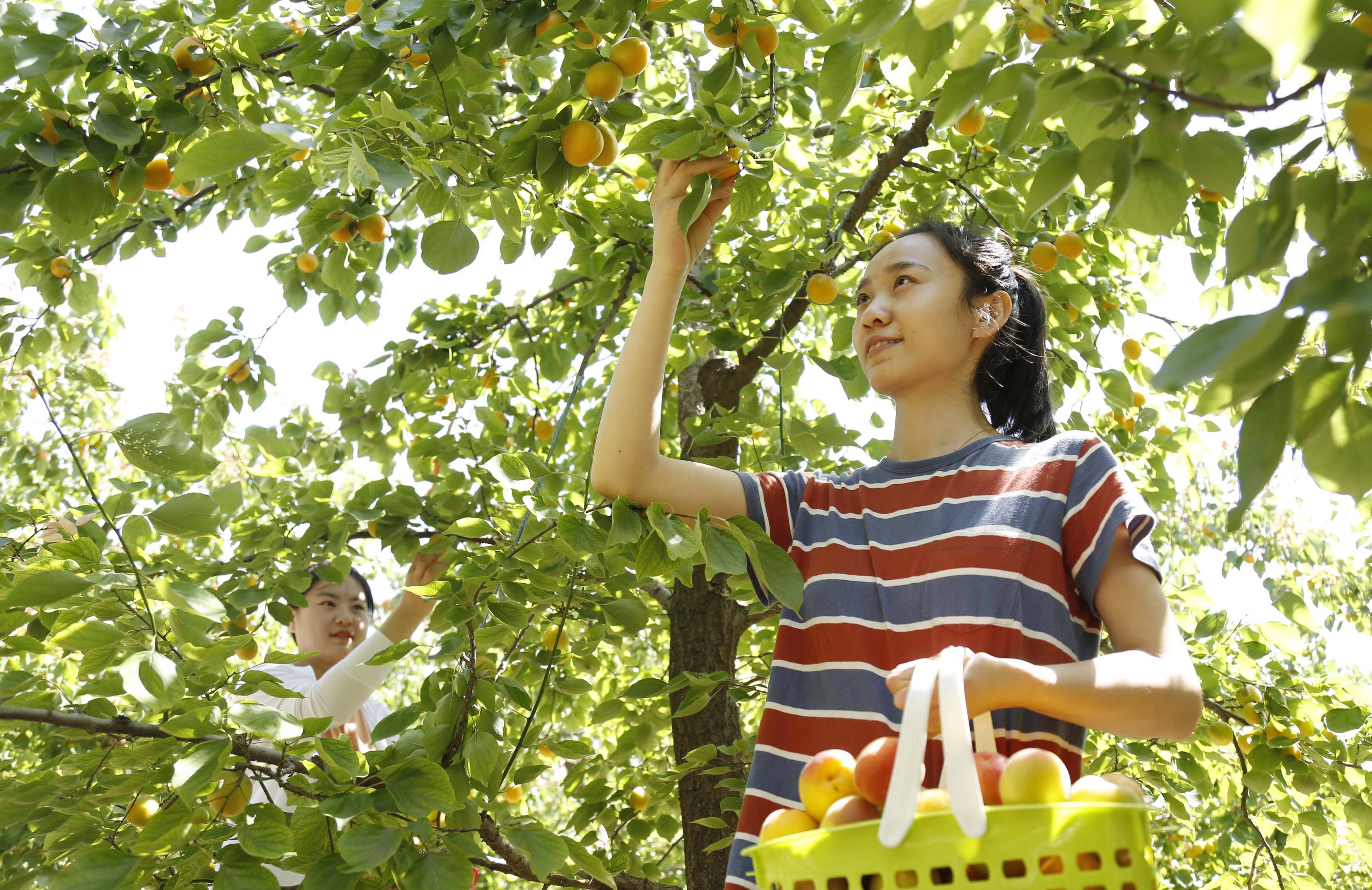 5月25日,游客在邢台市南和区和阳镇沙道村一家农民合作社杏园采摘鲜杏