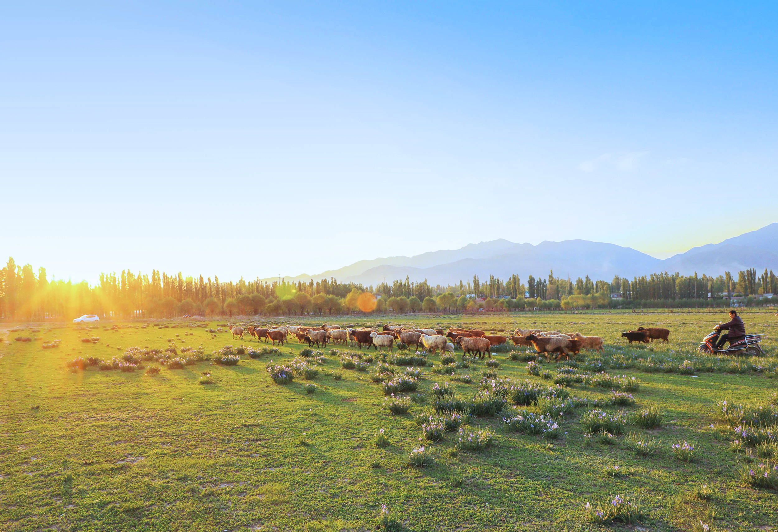 马兰花开 草原点点蓝