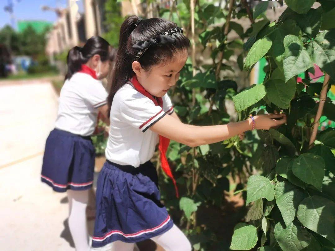 全市中小學勞動教育典型案例芝罘區魯峰小學基於兒童立場的家園勞動