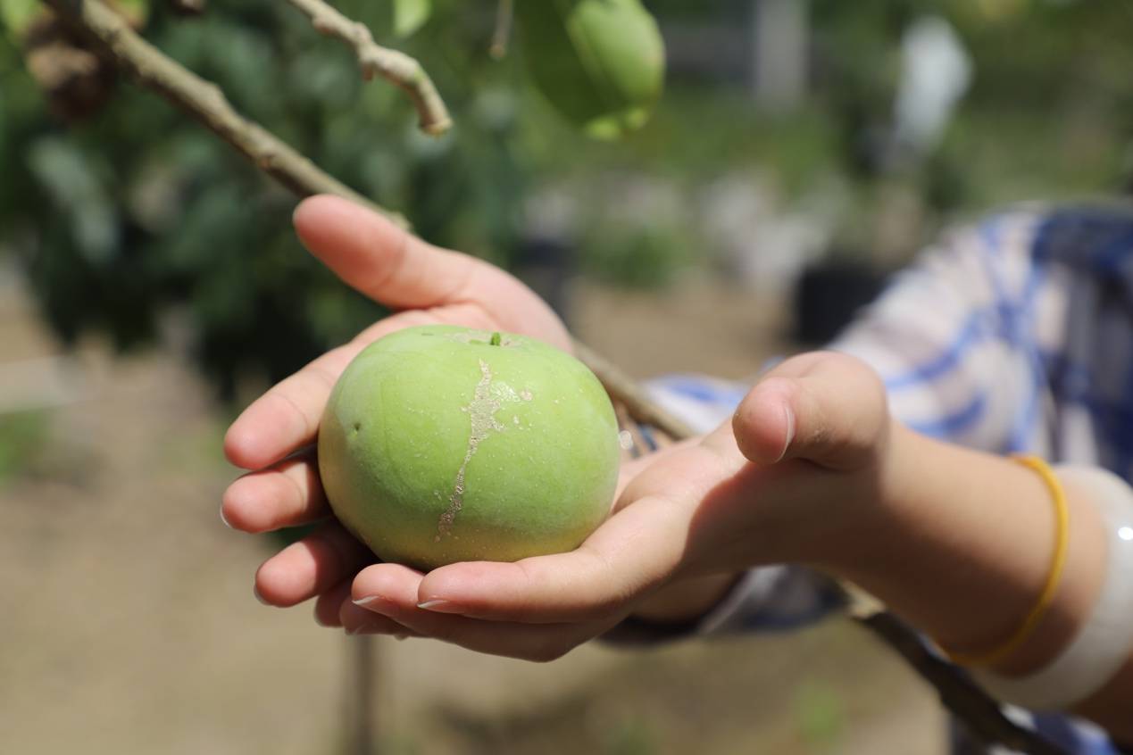 冰淇淋果,又名白柿或香肉果,原产于南美洲一带,近年被我国引进种植.