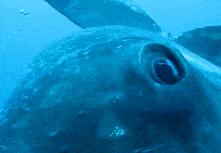 14fd34aaa6fc44d088d73fc71b91f030.gif