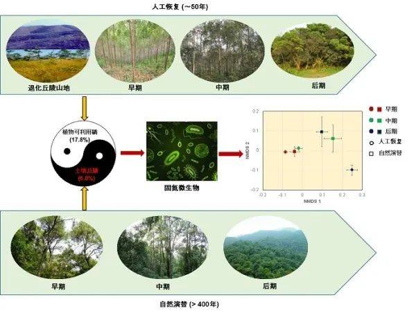 亚热带|亚热带森林土壤固氮微生物的驱动机制研究取得进展