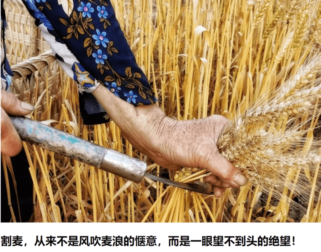 让每一颗麦粒唱好毕业的歌 作业