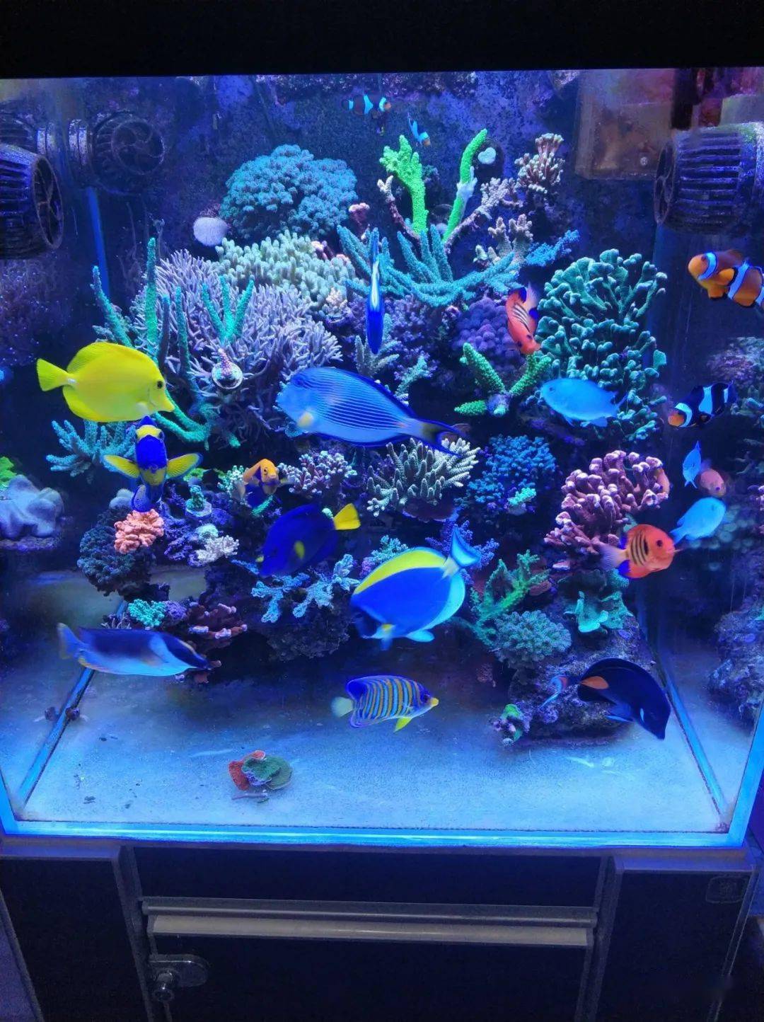 海缸懒人必备reference :懒懒- the end -水族爱好者移动知识宝典5000