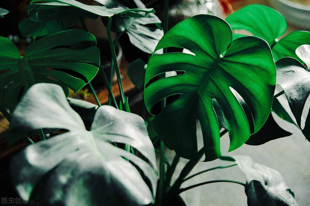 龟背竹水培好土培好 8fc86da62d3542f5b4506b20af12d3a5.jpeg