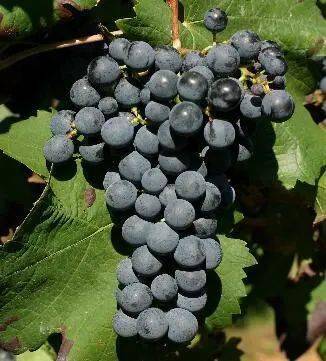 世界蛇龙珠日爱上蛇龙珠爱上中国葡萄酒