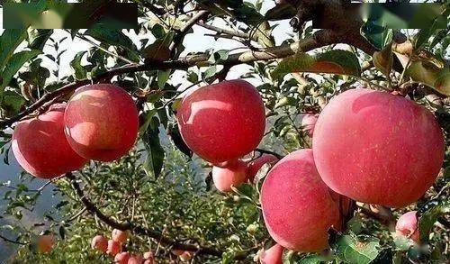 苹果怎么吃好一点 cb76dc3ffd574a109eac105885f247f7.jpeg