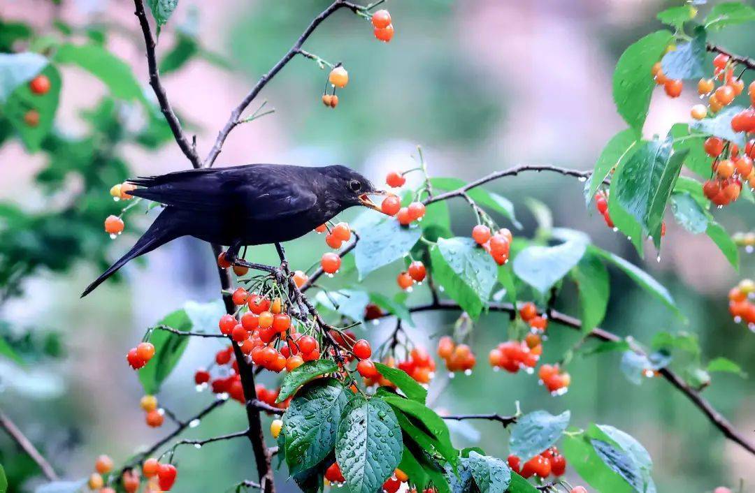 "鱼逐水草而居,鸟择良木而栖".