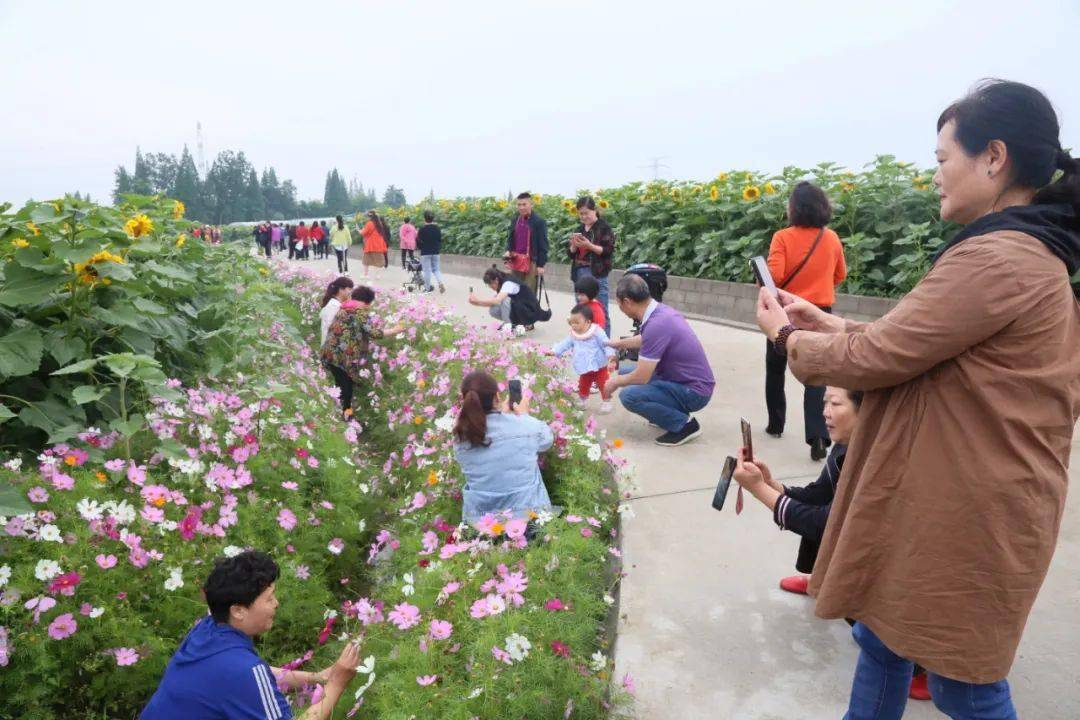 赏美景超美广汉第一波向日葵花田上线就在高坪镇园龙村
