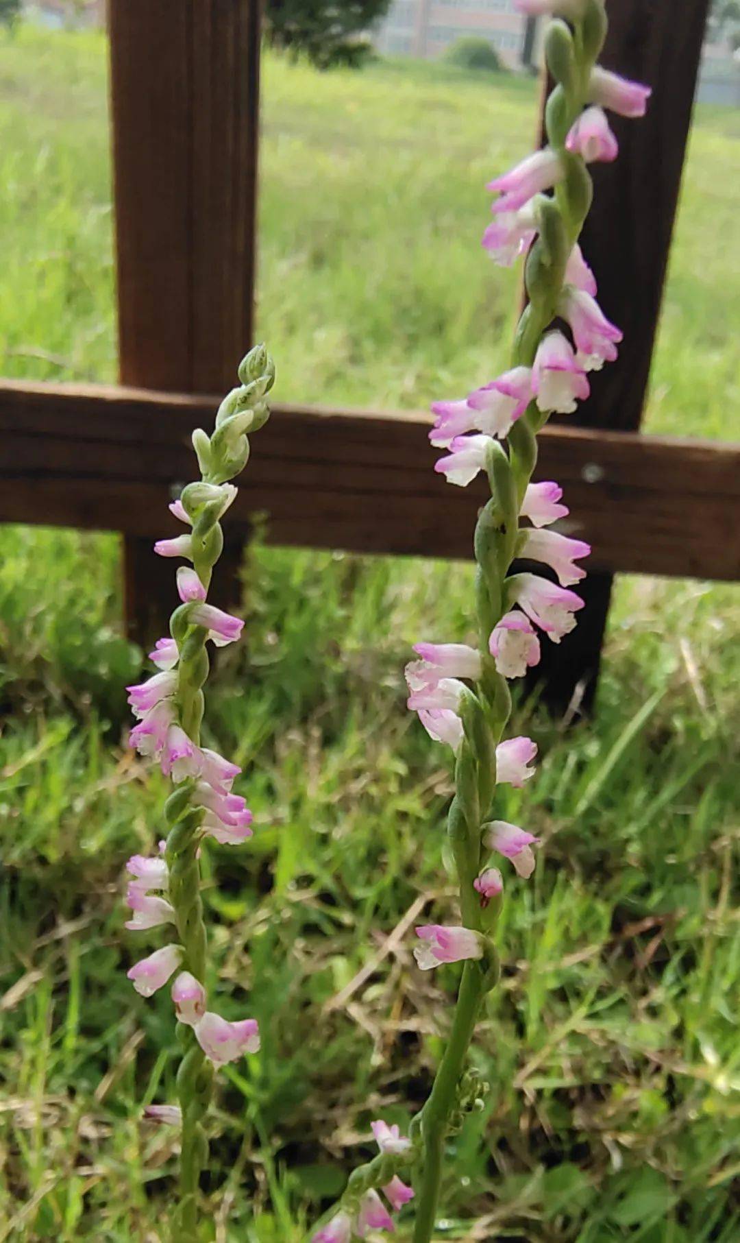 新奇戴南高中校园发现国家二级濒危保护植物绶草