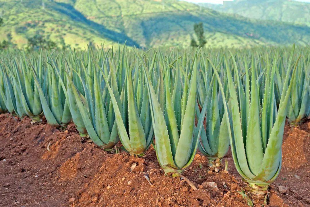 嘿我是元江很高兴在这里遇见你