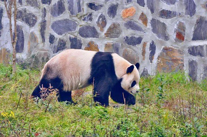 世界遗产在中国四川大熊猫栖息地