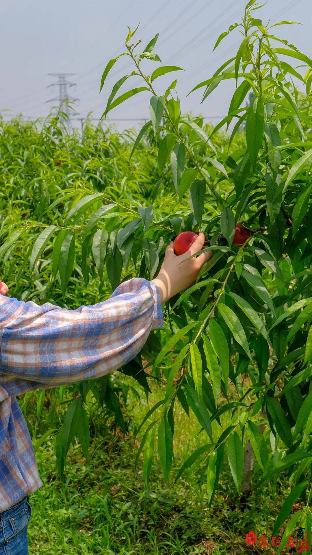新鲜桃子采摘53元斤满10斤送5斤海安占地500亩的桃园盛大开园