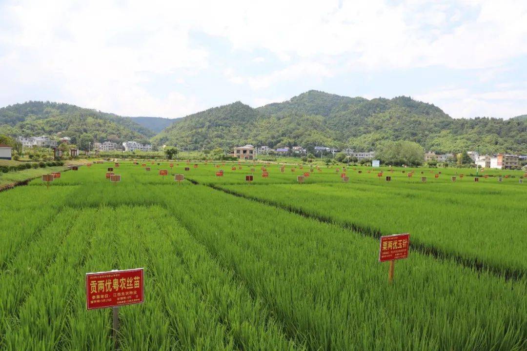 湘东区水稻制种业拓宽百姓富裕路