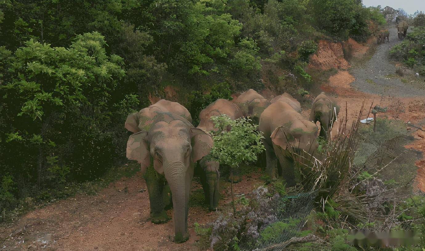 在云南山野间行进的野生象群.