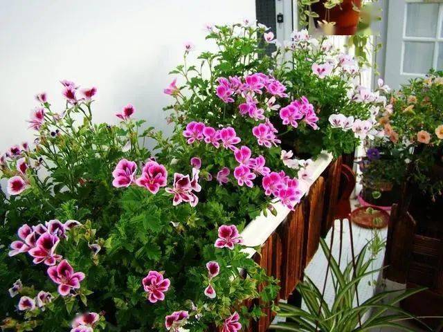 怎么养花养得好 eacc4f679d4544c782b84be0034928a3.jpeg