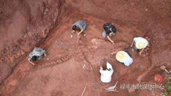 恐龙|楚雄州禄丰市发现一具保存完整度较高的恐龙化石