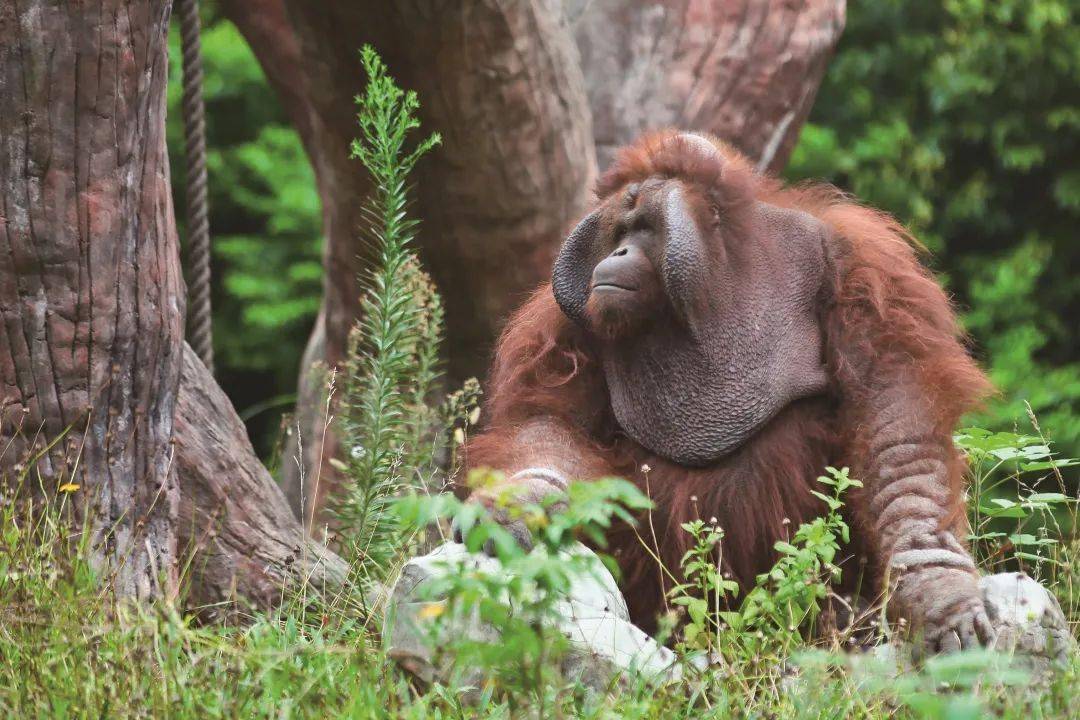 友誼使者紅猩猩播誼來成都動物園啦