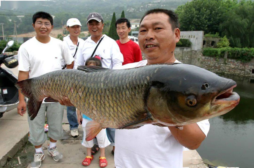 脆肉鲩,为什么非要喂蚕豆?_草鱼