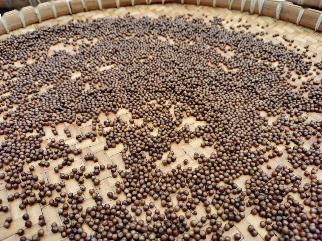 非遗调研走进合浦乾江古镇探寻沙谷米制作技艺