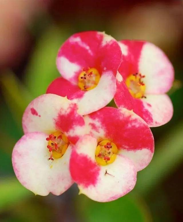 鐵海棠花你見過嗎