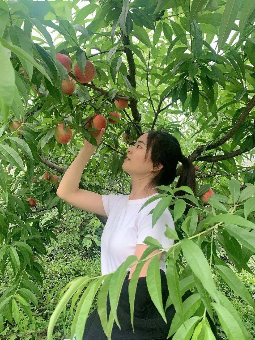 桃子熟了!这些成都周边采摘地可一天来回!