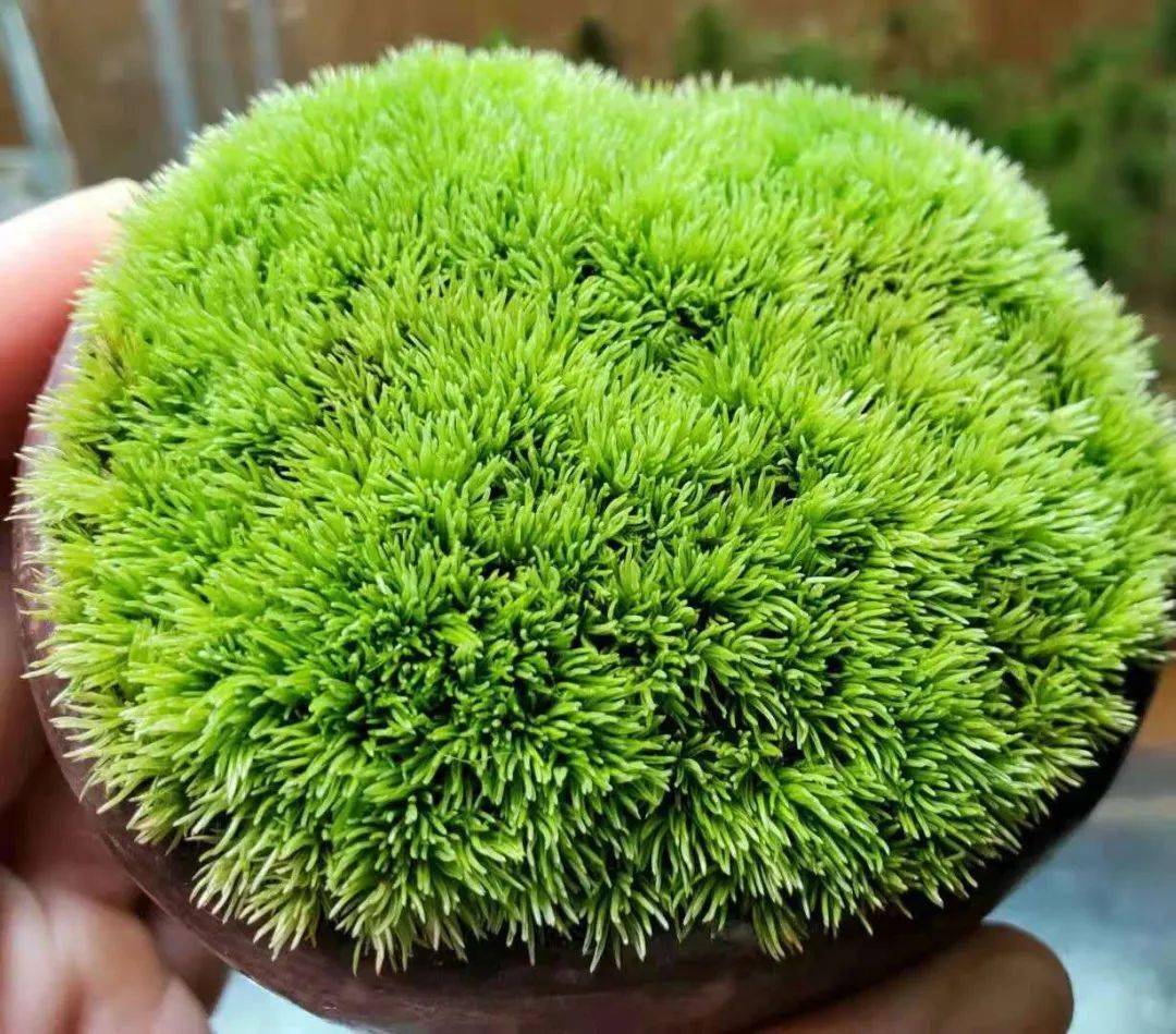苔藓盆景怎么养 0127ca4e151b47e4b5fac6c10791a132.jpeg
