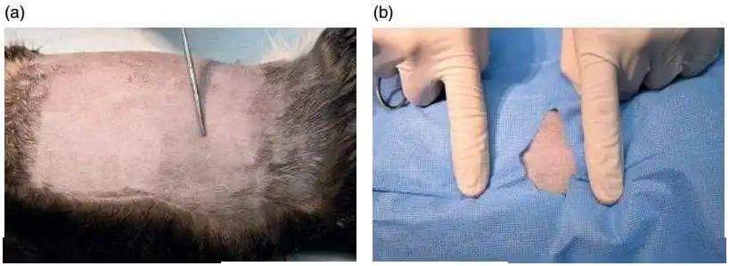 母猫绝育手术的侧切通路与技术