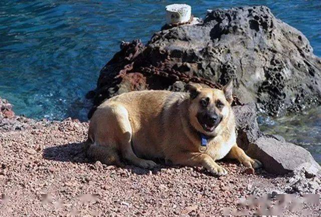 劳资地中海越来越严重狗子却越来越肥还脱单了