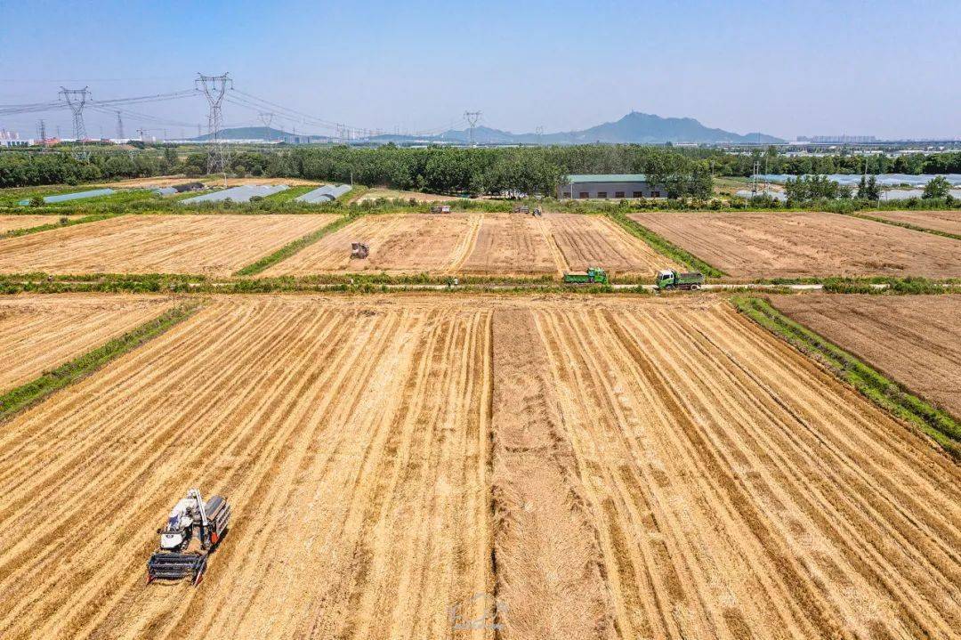 组图欣赏镇江新区万顷良田麦浪飘香连收带种热火朝天