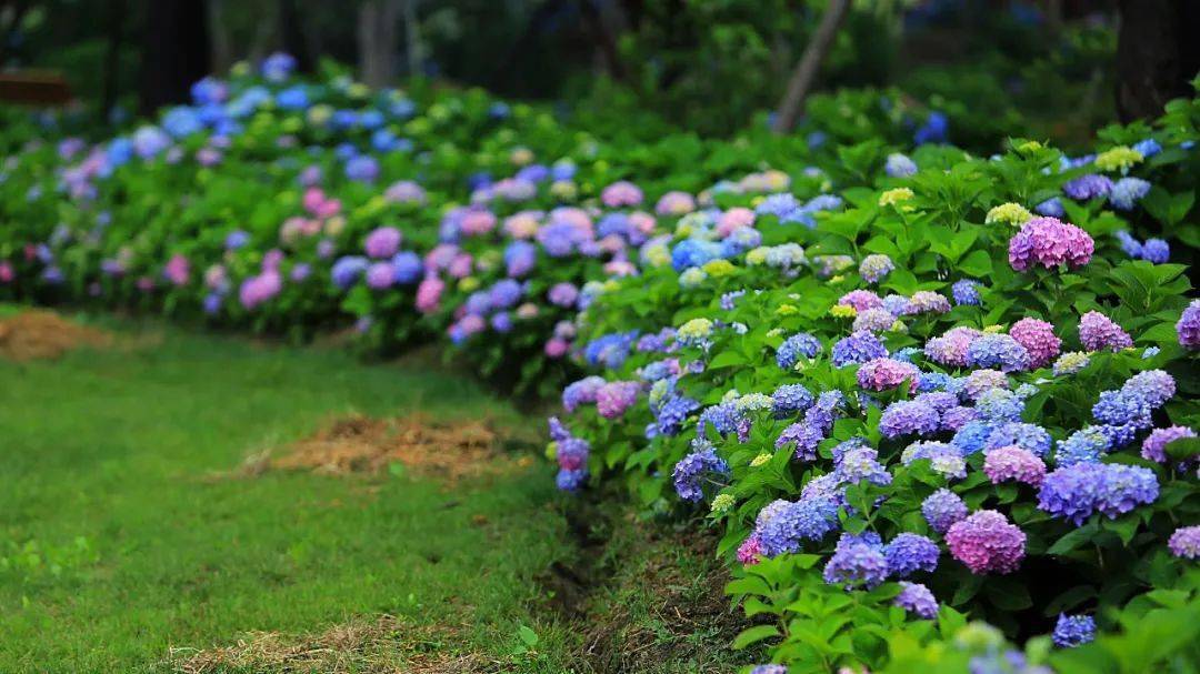 绣球花海壁纸图片