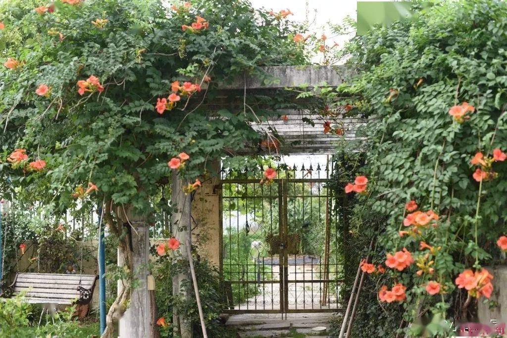 78岁爷爷改造荒废院子,为孙女建起一座花园