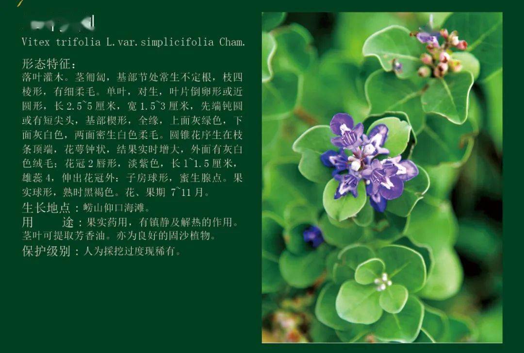 生态文明宣传月|生态环保微课堂之保护生物多样性:古稀珍危植物篇