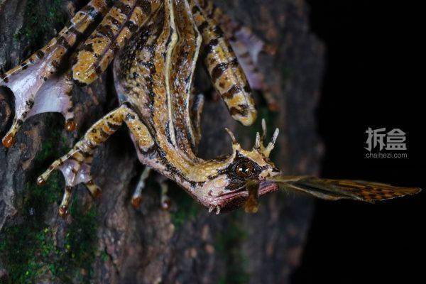 yyf 幻想生物～角蟾蜥艺术家限定版 动物模型gk雕像