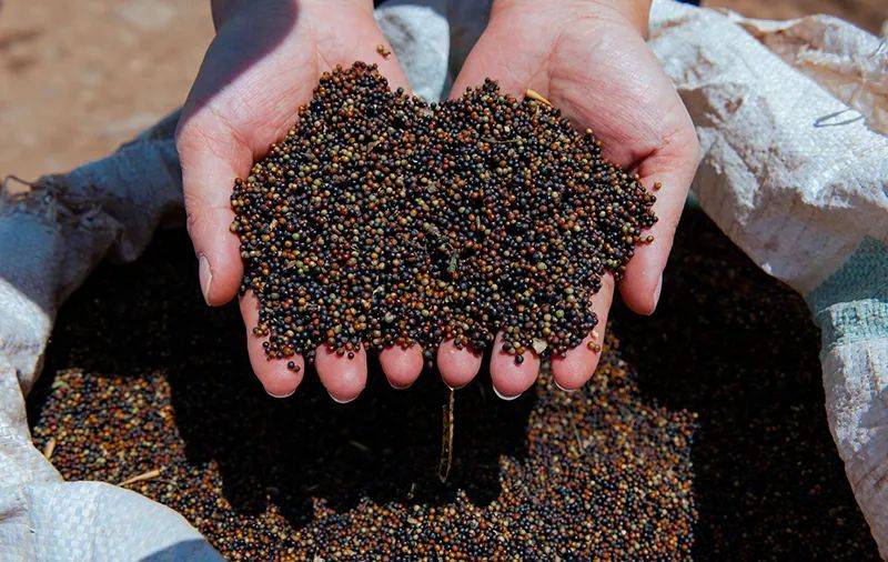 兴仁:万亩高产油菜籽进入成熟收割期_种植