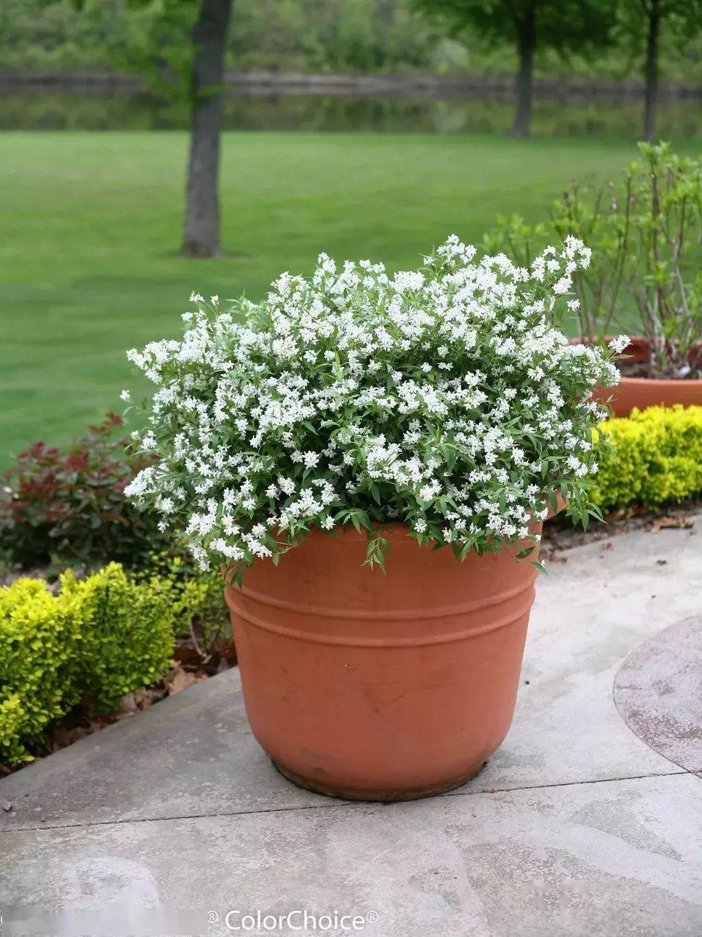 初夏飞来的精灵溲疏夏樱花