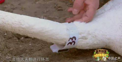 陆军|为什么要给天鹅戴颈环？