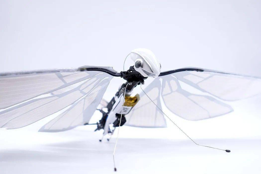 十大昆虫仿生设计图片