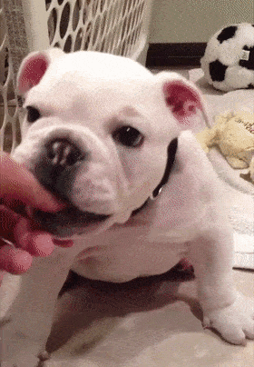 280_404竖版 竖屏gif 动态图 动图