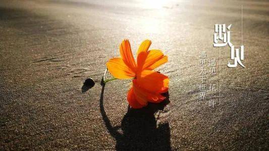 第2719季【湿地·豫见】心中有爱 处处花开