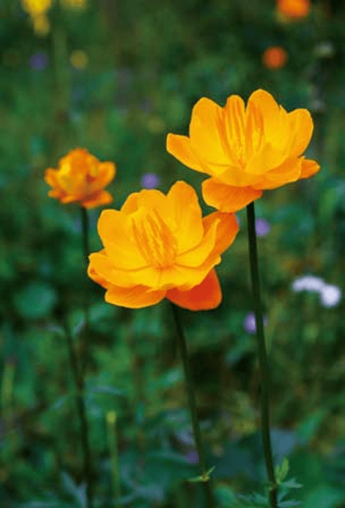 百花山上百花开