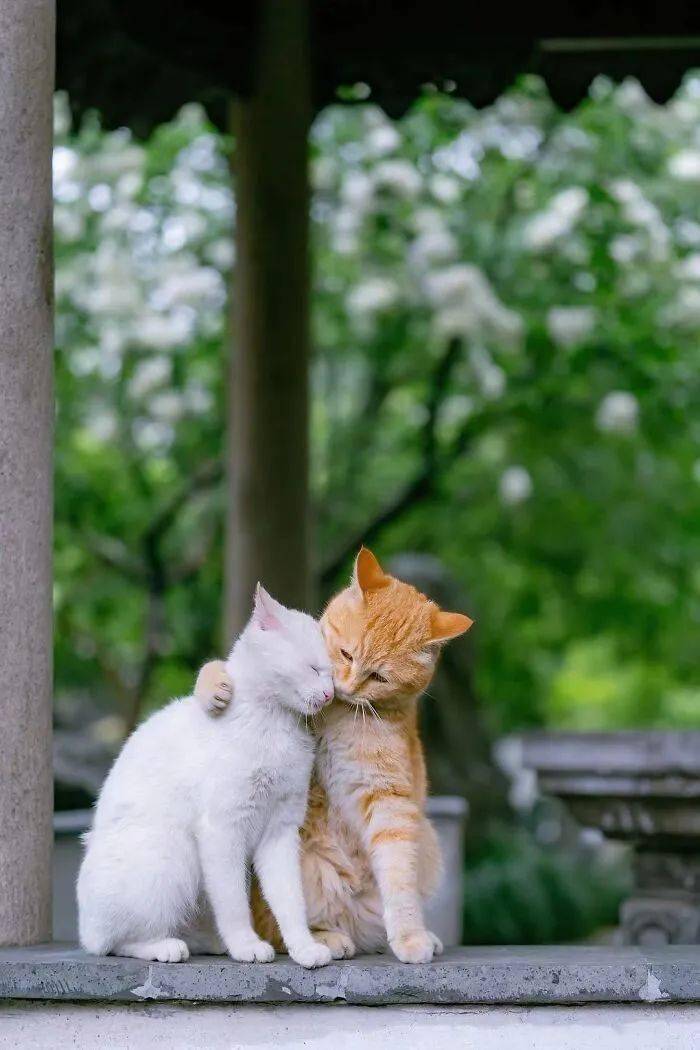 爱情双猫图片图片