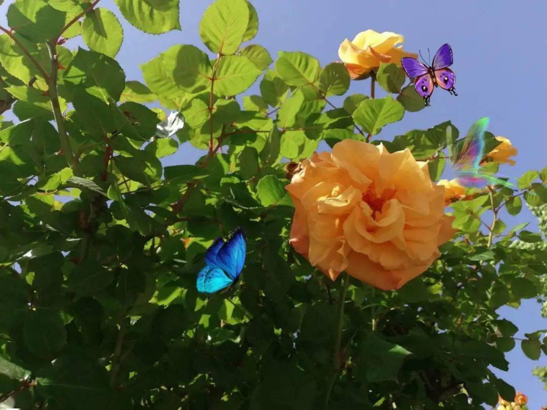 被夏天染色的女院你期待吗