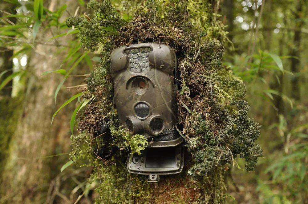 【cop15】国家一级重点保护动物林麝的红外相机"首秀"