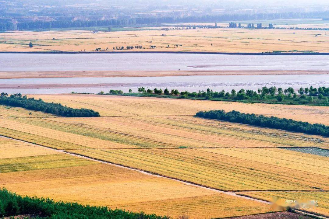 美图黄河滩涂地麦浪涌动