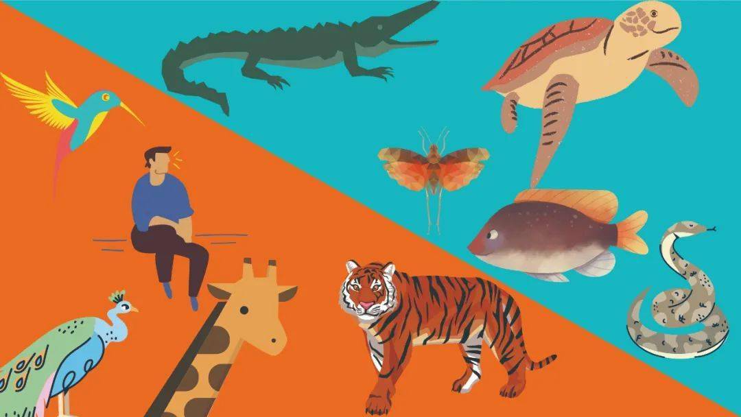 动物变得恒温是为了能发烧?