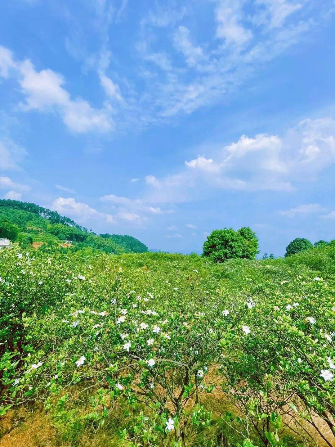 宜宾这里的栀子花开了,何炅都来过,还新修了个观景点._七星山