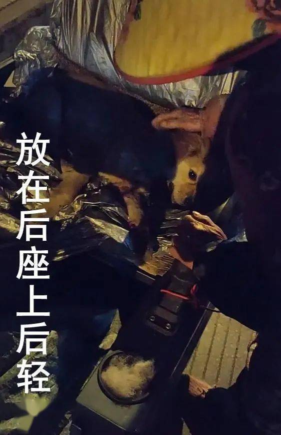 云南急死人了这条小狗被三轮车拖行已经双目紧闭四肢流血奄奄一息